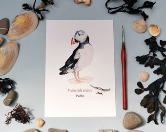 Botanical Puffin Print, Watercolour Print Puffin Illustration, Coastal Art, Puffin, Sea Birds, Botanical Print, Wildlife Print, Sealife Art