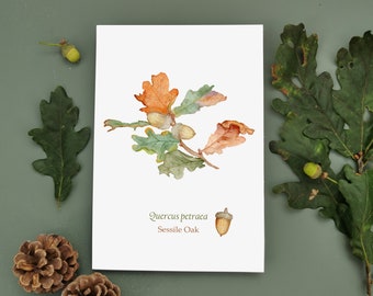 Oak Tree Print, Forest Art Print, Botanical Oak Print, Acorn Watercolour Art, Cottagecore Art, Botanical Art, Nature Illustration, Oak Leaf