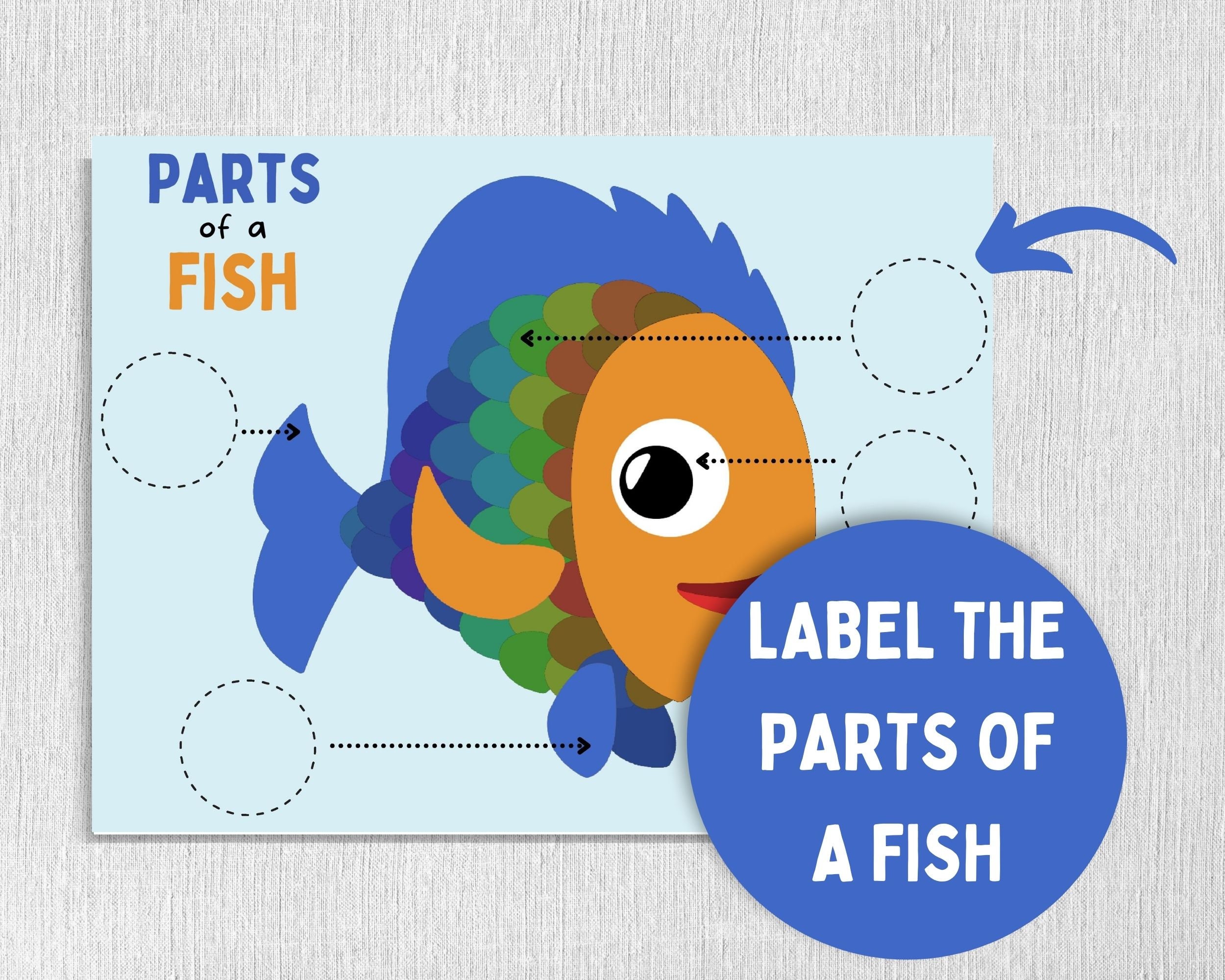 Parts of a Fish Kids' Activity Worksheet Printable | Etsy