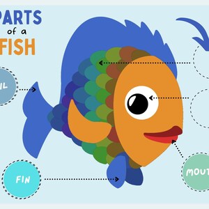 Parts of a Fish Kids&#39; Activity Worksheet Printable