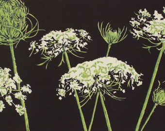 Queen Anne's Lace