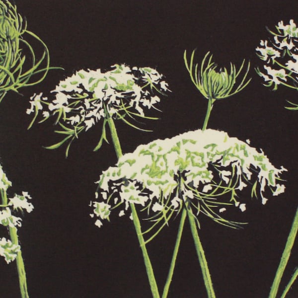 Queen Anne's Lace