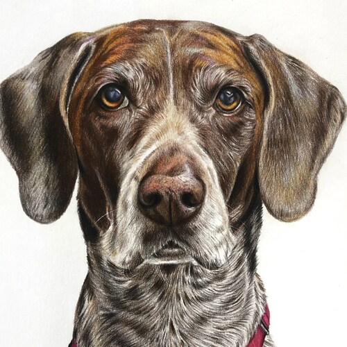 Realistic Pet Portrait Dog Drawing Colored Pencil Art From - Etsy Realistic Pet Portrait Dog Drawing Colored Pencil Art From - Etsy