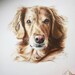 Custom Pet Portrait Hand-drawn from Your Photo in Colored Pencil 