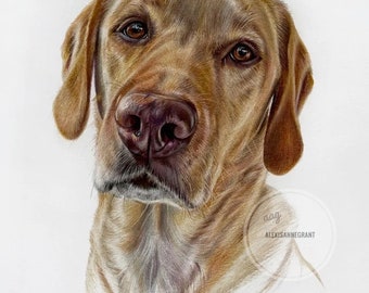 May include: A detailed colored pencil portrait of a dog, featuring a close-up of the head and shoulders. The dog has brown fur, a dark brown nose, and expressive brown eyes. The artwork is set against a white background.