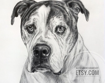 Classic Dog Portrait, Pet Drawing, Black and White, Fine Art Gift, Gift for Her, Gift for Him, Cat Lover, Horses and More, Pencil on Paper