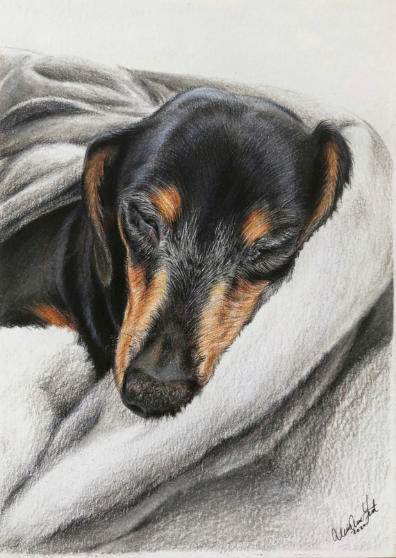 Lifelike Pet Portrait in Colored Pencil Animal Lover Gift Dog - Etsy Lifelike Pet Portrait in Colored Pencil Animal Lover Gift Dog - Etsy