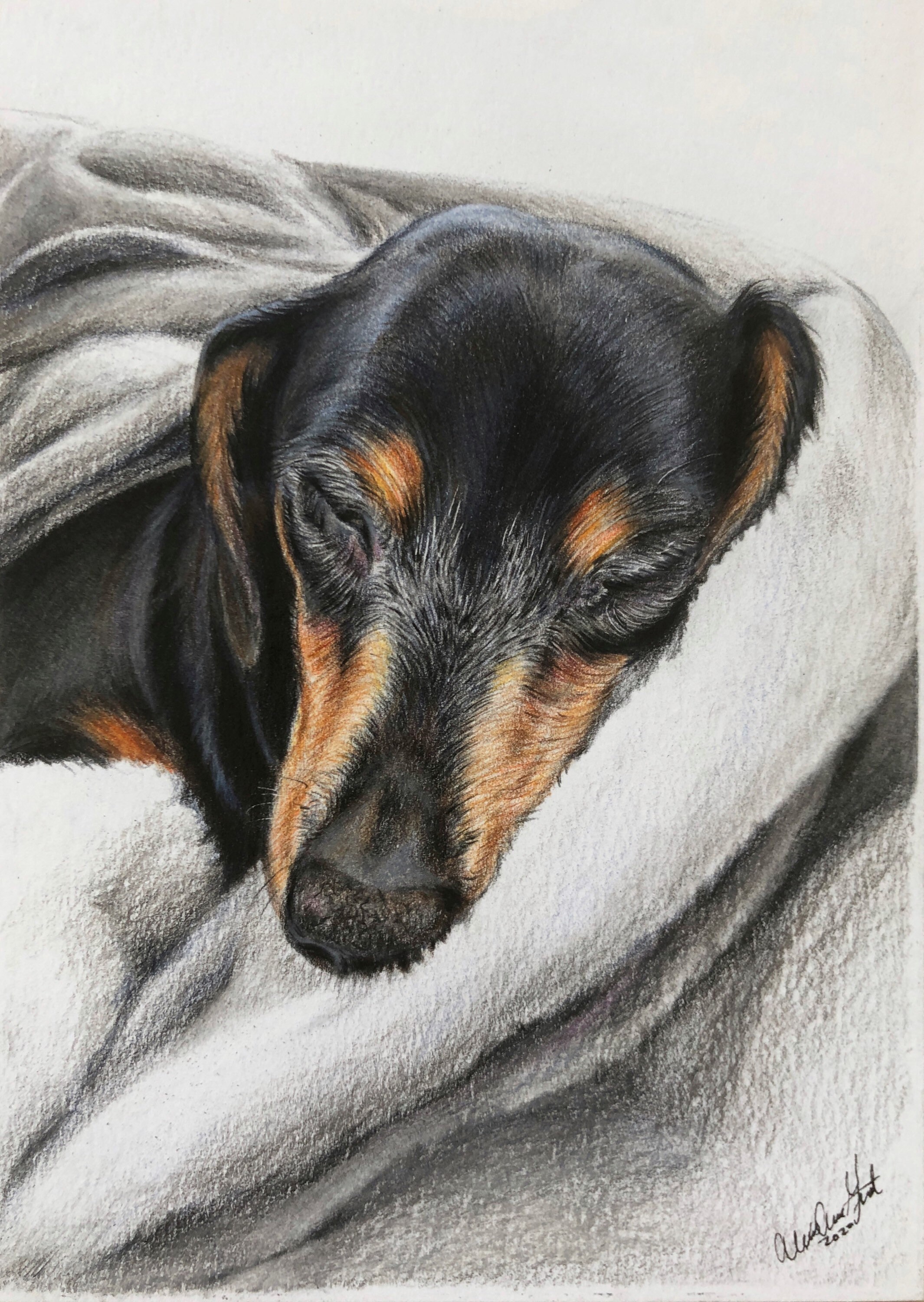 Lifelike Pet Portrait in Colored Pencil Animal Lover Gift Dog - Etsy Lifelike Pet Portrait in Colored Pencil Animal Lover Gift Dog - Etsy