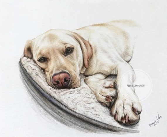 Realistic Pet Portrait, Dog Drawing, Colored Pencil, Art