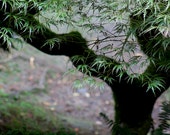 Japanese Maple color nature print