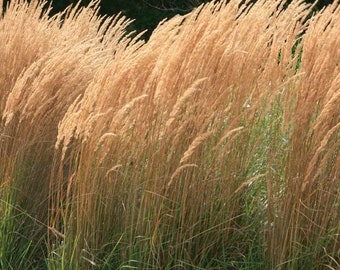 Feather Reed Grass 'Karl Foerster', Live Ornamental Grass Plant
