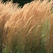 see more listings in the Ornamental Grass section