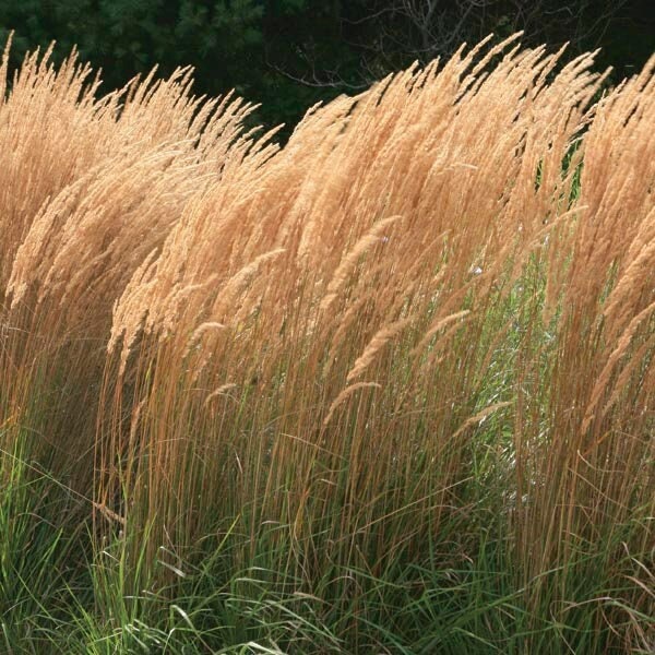 Feather Reed Grass 'Karl Foerster', Live Ornamental Grass Plant