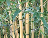 Giant Timber Bamboo Plant Cold Hardy to -15ºf Phyllostachys Aureosulcata 39 Lama Temple 39 .