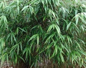Box of 3 hardy, live Bambusa metake Korean Japanese arrow bamboo plant growning in number 1 pots, 1 39 -2 39 tall.