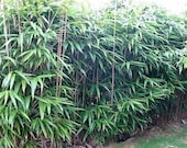 Bambusa metake Korean Japanese arrow bamboo plant grown in a number 1 size planter, hardy hedge screen to 0f .