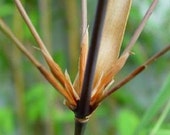 Box of 3 Fargesia scabrida, cold hardy live clumping bamboo plant for hedge or specimen.