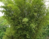 Bambusa multiplex, Hedge bamboo, non running, clumping live bamboo plant number 1 size.