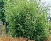 Fargesia robusta 39 Green Screen 39 live clumping bamboo plant for hedge specimen.