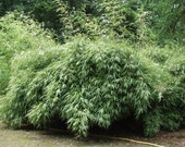 Box of 4 Fargesia Rufa,Sunset Glow clumping bamboo plant in number one size pot, non running, great for a hedge or specimen.