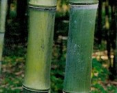 Giant timber bamboo plant Phyllostachys atrovaginata hardy to -15f.