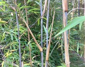 Box of 3 Borinda macclureana, live Tibetan clumping bamboo plant, great hedge or specimen.