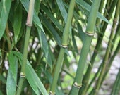Box of 5 Fargesia robusta 39 Wolong 39 live clumping bamboo plants for hedge or specimen