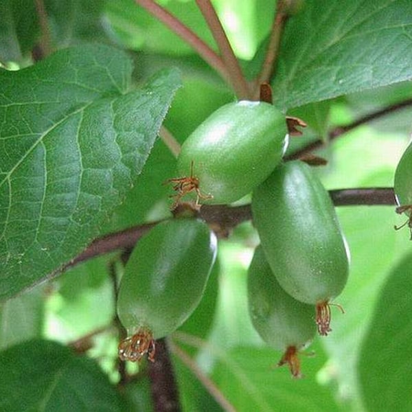 Hardy Kiwi, Actinidia Arguta Female, Cold Hardy Fruit For Your Home And Garden