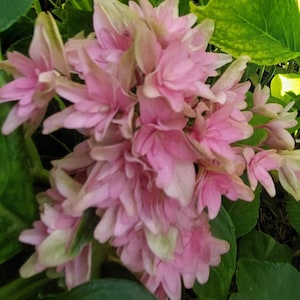 Inspire Hydrangea Live Plant