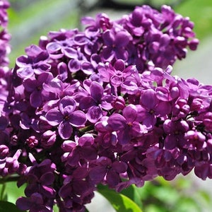 Agincourt Beauty French Lilac (Syringa) Live Plant