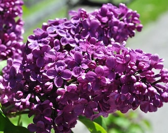 Agincourt Beauty French Lilac (Syringa) Live Plant