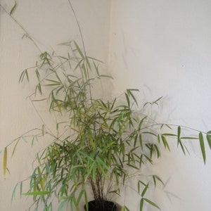 Box of 3 Borinda angustisima clumping bamboo plant hardy to 12f image 3