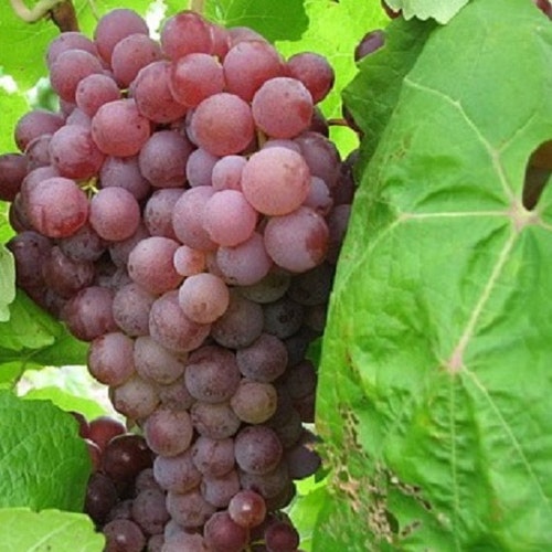thumbnail image 2 of Ruby Red Seedless Live Grape Plant – 1-2 Year Old, Ready For Planting 2 of 3