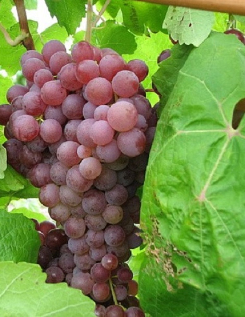 Suffolk Red Live Potted Seedless Grape Plant 12 Years Old Etsy