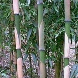 Pleioblastus Simonii Bamboo, #1 Size Live Plant image 1