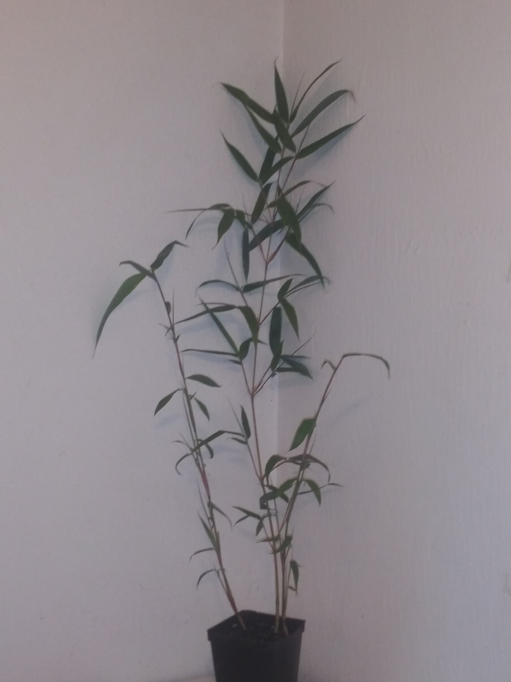 Fargesia Robusta 'wolong' Live Clumping Bamboo Plants for Hedge or Specimen  - Etsy