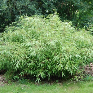 Box of 5 Fargesia Rufa, live, cold hardy nonrunning, clumping bamboo plant grown in number 1 size container. image 1