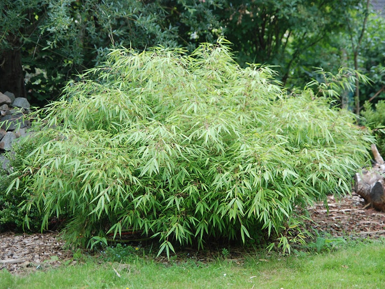 Box of 5 Fargesia Rufa, live, cold hardy nonrunning, clumping bamboo plant grown in number 1 size container. image 1