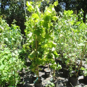 Vanessa live potted seedless grape plant. image 3