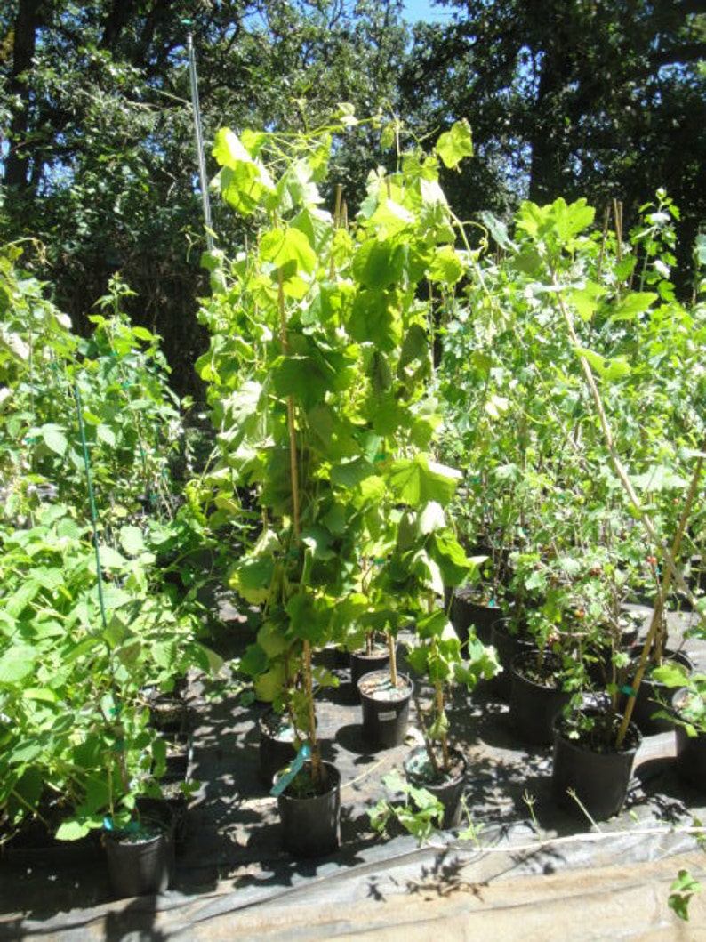 Vanessa live potted seedless grape plant. image 3