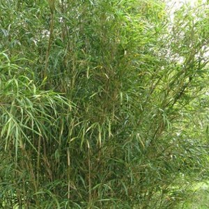 May include: Dense cluster of vibrant green bamboo plants, showcasing numerous slender stalks and lush foliage. The bamboo's leaves are long, narrow, and pointed, creating a full, textured appearance.  The overall color is a bright, consistent green, suggesting healthy growth. The image depicts a collection of bamboo plants, ideal for landscaping or decorative purposes. The bamboo's height and density are clearly visible, providing a sense of scale and volume.
