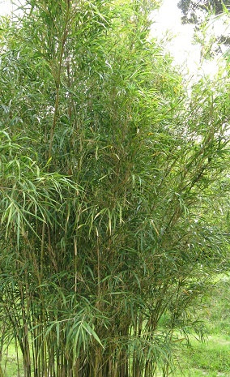 May include: Dense cluster of vibrant green bamboo plants, showcasing numerous slender stalks and lush foliage. The bamboo's leaves are long, narrow, and pointed, creating a full, textured appearance.  The overall color is a bright, consistent green, suggesting healthy growth. The image depicts a collection of bamboo plants, ideal for landscaping or decorative purposes. The bamboo's height and density are clearly visible, providing a sense of scale and volume.