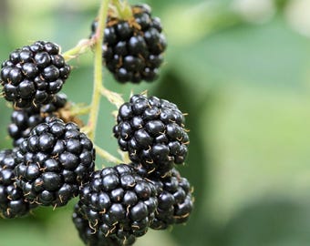 May include: A cluster of ripe blackberries hanging from a branch. The berries are dark purple and have a glossy finish.