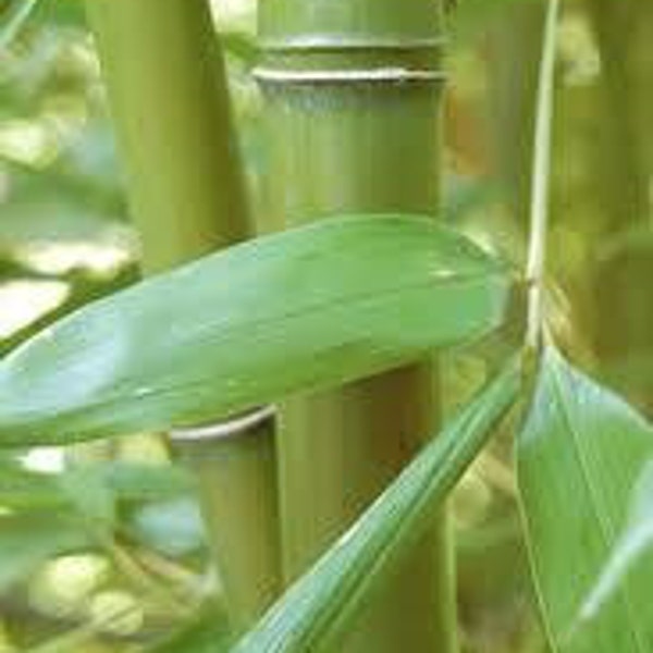 Phyllostachys Bissetii, grows to 25', cold hardy live bamboo plant to -15f