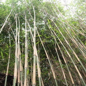 May include: Low-angle close-up view of numerous tall bamboo stalks, predominantly light beige and green hues. The stalks are densely packed together, creating a lush, verdant backdrop.  The bamboo plants exhibit variations in color, with some stalks showing a darker, brownish-green tone. The image showcases the natural texture and vertical growth pattern of the bamboo, suggesting a natural outdoor setting. The scene is brightly lit, indicating daytime conditions. The bamboo's height and density create a sense of depth and verticality within the frame.