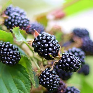 Black Satin Thornless Blackberry, Box Of 2