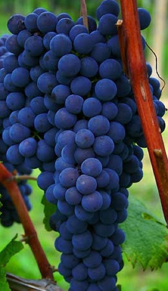 Venus Blue - Live Plant, Years Seedless 1-2 Etsy Grape, Old. Potted