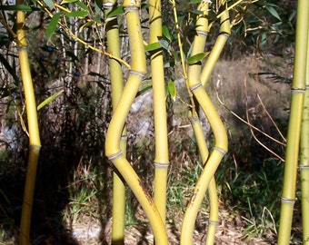 Giant Timber Bamboo Phyllostachys aureosulcata Aureocaulis Golden Crookstem,  Cold Hardy to -10ºf., fast growing.