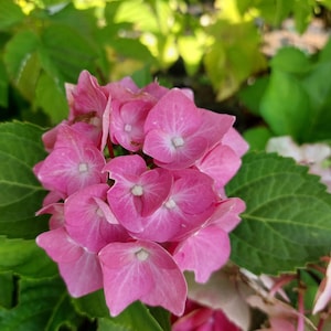 Onyx Peacock Bigleaf Hydrangea Live Plant