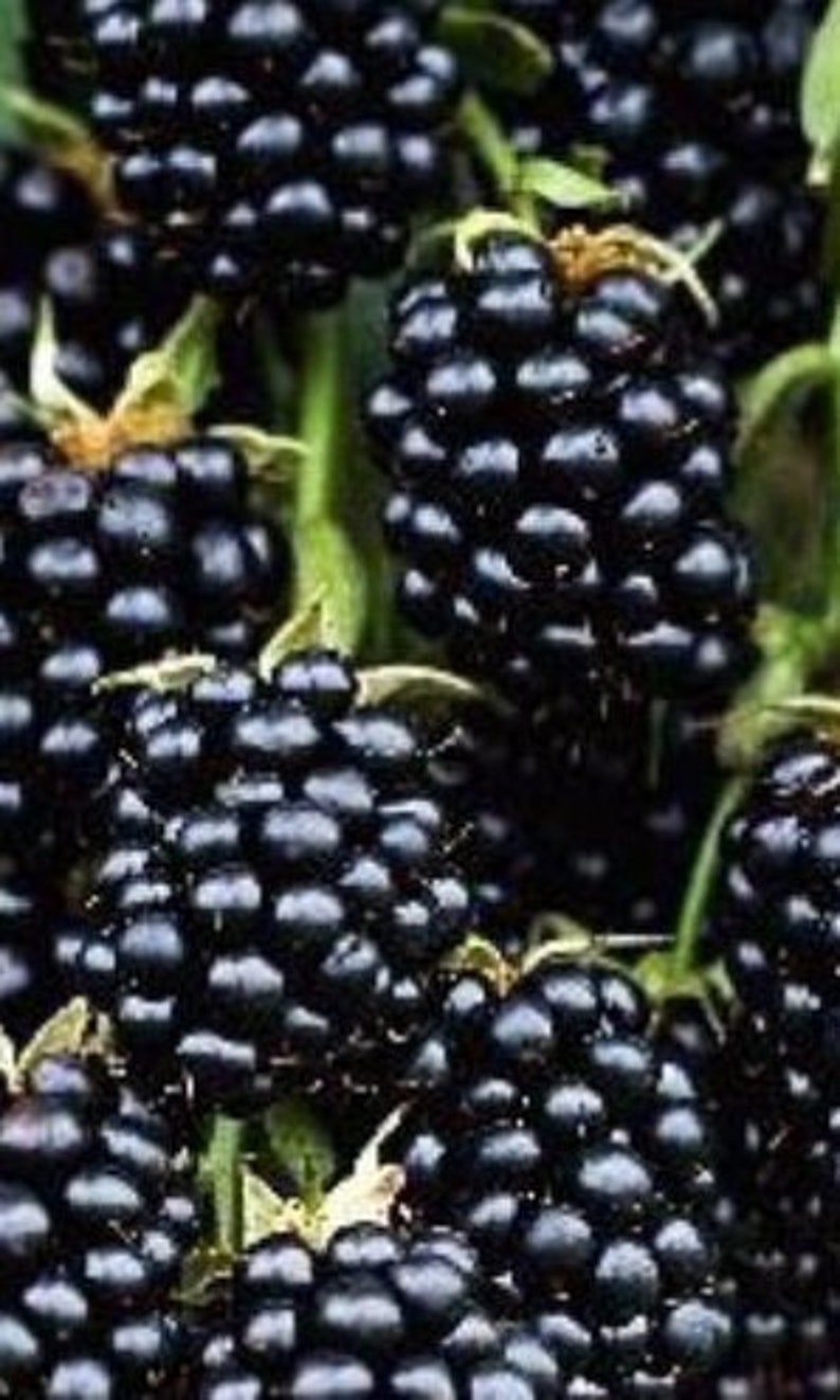 Halls Beauty Thornless Blackberry Box of 2 Etsy